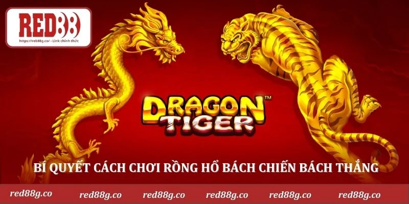 Bí quyết cách chơi rồng hổ bách chiến bách thắng